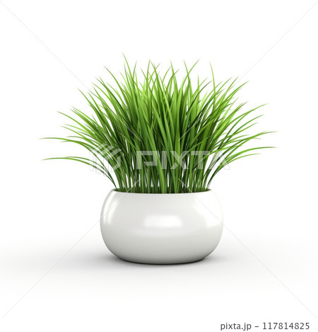 Houseplant grass. Green bush in a ceramic pot. Potted plant isolated on white background. Houseplant grass. Green bush in a ceramic pot. Potted plant isolated on white background. 117814825