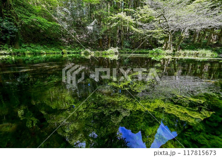 【九州･熊本】山吹水源。阿蘇山の麓にある原生林に囲まれた、透明度がとても高い神秘的な美しい水源でした 117815673