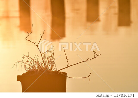 朝の福島潟（新潟県） 117816171