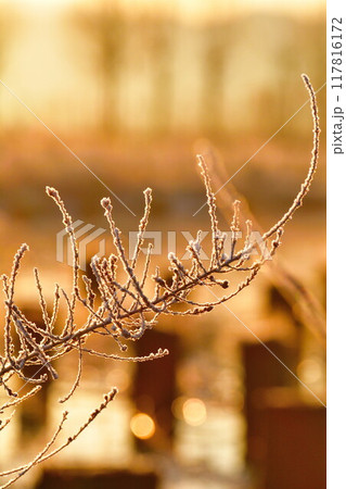 朝の福島潟（新潟県） 117816172