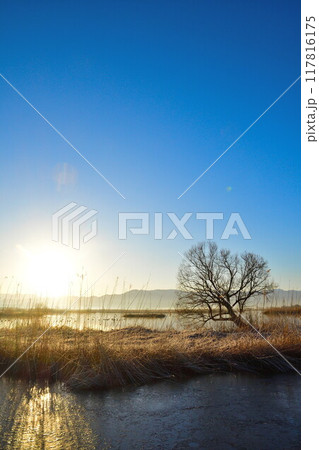 朝の福島潟(新潟県) 朝の福島潟(新潟県) 117816175