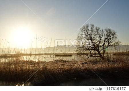 朝の福島潟（新潟県） 117816177