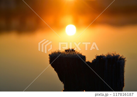 朝の福島潟(新潟県) 朝の福島潟(新潟県) 117816187