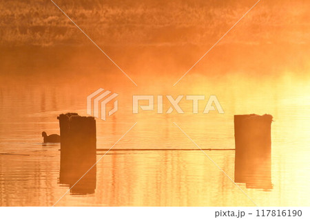 朝の福島潟（新潟県） 117816190