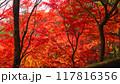 紅葉 117816356