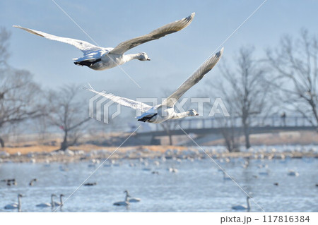 瓢湖の白鳥（新潟県） 117816384