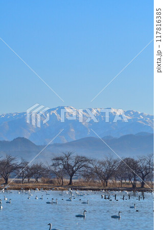 瓢湖の白鳥（新潟県） 117816385