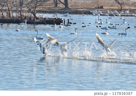 瓢湖の白鳥（新潟県） 117816387