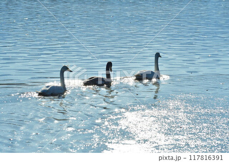 瓢湖の白鳥（新潟県） 117816391