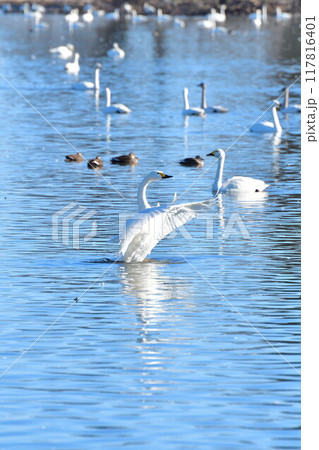 瓢湖の白鳥（新潟県） 117816401
