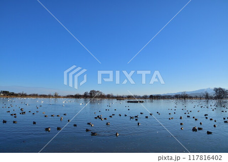瓢湖の白鳥(新潟県) 瓢湖の白鳥(新潟県) 117816402