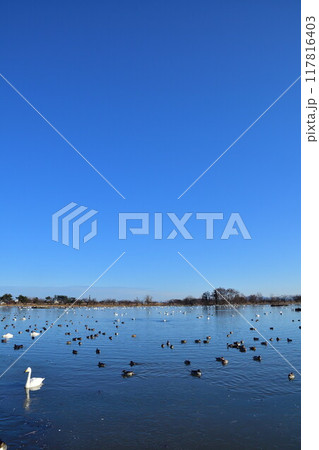 瓢湖の白鳥(新潟県) 瓢湖の白鳥(新潟県) 117816403