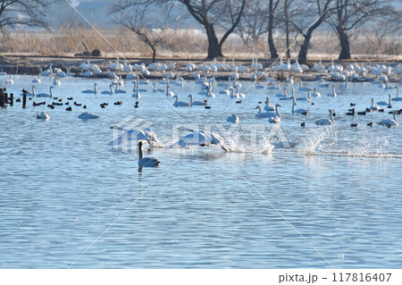 瓢湖の白鳥（新潟県） 117816407
