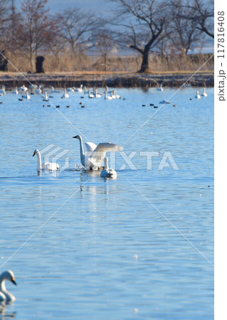 瓢湖の白鳥（新潟県） 117816408