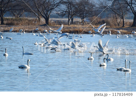 瓢湖の白鳥（新潟県） 117816409