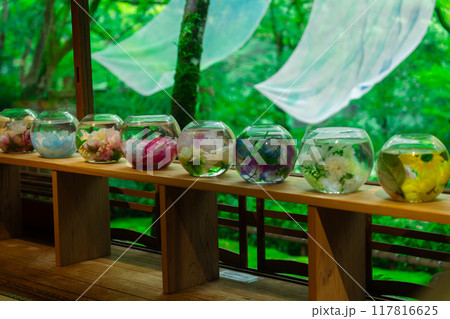 京都の嵐山祐斎亭の庭園 117816625