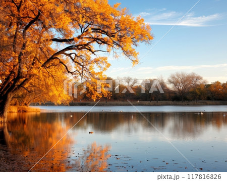 Autumn Reflections Over Calm Lake at Sunset in a City Park 117816826