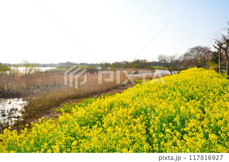 上堰潟公園の菜の花(新潟県) 上堰潟公園の菜の花(新潟県) 117816927