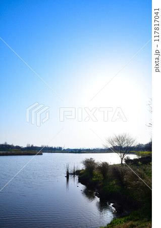 上堰潟公園の菜の花(新潟県) 上堰潟公園の菜の花(新潟県) 117817041