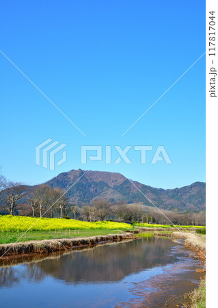 上堰潟公園の菜の花（新潟県） 117817044