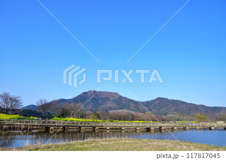 上堰潟公園の菜の花（新潟県） 117817045