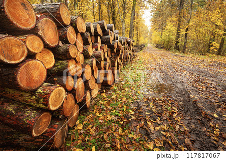 Wet pieces of cut wood lie in a pile by the road in the autumn forest 117817067
