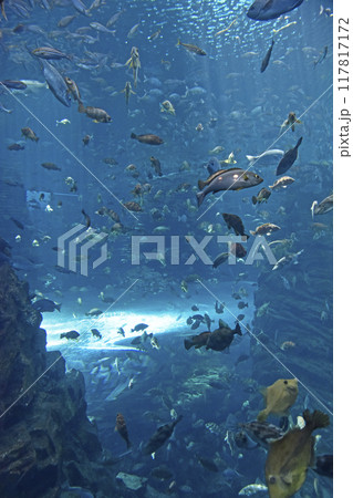 水槽の中の魚群 117817172