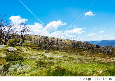 Thredo Views in Australia 117817240