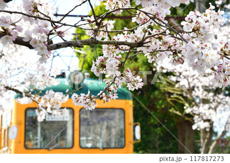 旧月潟駅と桜（新潟県） 117817273