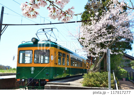 旧月潟駅と桜（新潟県） 117817277