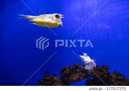 Cowfish or Longhorn Yellow Boxfish. Tropical bright pisces that can live in aquariums, oceanariums or sea, ocean. Snorkeling and diving, observing exotic fish 117817370