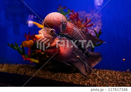 Disc horn or flower horn. Tropical bright pisces that can live in aquariums, oceanariums or sea, ocean. Snorkeling and diving, observing exotic fish Disc horn or flower horn. Tropical bright pisces that can live in aquariums, oceanariums or sea, ocean. Snorkeling and diving, observing exotic fish 117817386