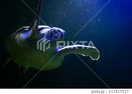 A sea turtle swims in its natural environment and looks into the camera lens. Snorkeling and diving, watching exotic fish and sea creatures A sea turtle swims in its natural environment and looks into the camera lens. Snorkeling and diving, watching exotic fish and sea creatures 117817527