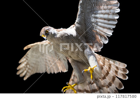 オオタカの剥製 117817580