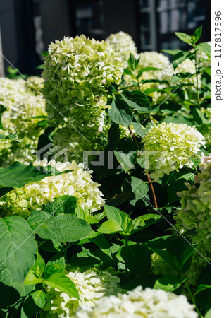 Hydrangea Flowers in the Garden 117817596