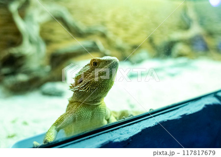 Coastal agama or bearded dragon. The lizard watches zoo visitors from its snake enclosure. Wild animal in captivity, animal cruelty Coastal agama or bearded dragon. The lizard watches zoo visitors from its snake enclosure. Wild animal in captivity, animal cruelty 117817679
