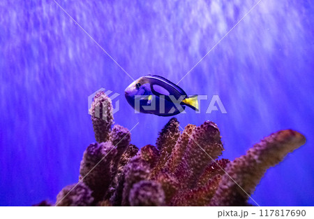 Blue royal surgeon of the species paracanthurus hepatus. Tropical bright fish that can live in aquariums, oceanariums or sea, ocean Blue royal surgeon of the species paracanthurus hepatus. Tropical bright fish that can live in aquariums, oceanariums or sea, ocean 117817690