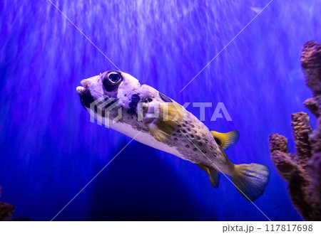 Poisonous puffer fish from the tetraodontidae species. Tropical bright fish that can live in aquariums, oceanariums or sea, ocean Poisonous puffer fish from the tetraodontidae species. Tropical bright fish that can live in aquariums, oceanariums or sea, ocean 117817698