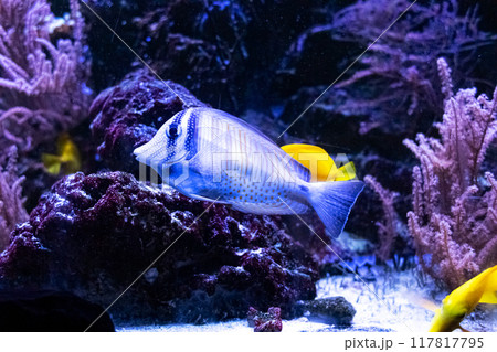 Tropical bright pisces Zebrasoma sailfish that can live in aquariums, oceanariums or sea, ocean. Snorkeling and diving, observing exotic fish 117817795