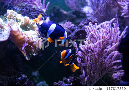 Clark's clown or Clown fish. Tropical bright pisces that can live in aquariums, oceanariums or sea, ocean. Snorkeling and diving, observing exotic fish Clark's clown or Clown fish. Tropical bright pisces that can live in aquariums, oceanariums or sea, ocean. Snorkeling and diving, observing exotic fish 117817850