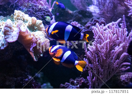 Clark's clown or Clown fish. Tropical bright pisces that can live in aquariums, oceanariums or sea, ocean. Snorkeling and diving, observing exotic fish Clark's clown or Clown fish. Tropical bright pisces that can live in aquariums, oceanariums or sea, ocean. Snorkeling and diving, observing exotic fish 117817851