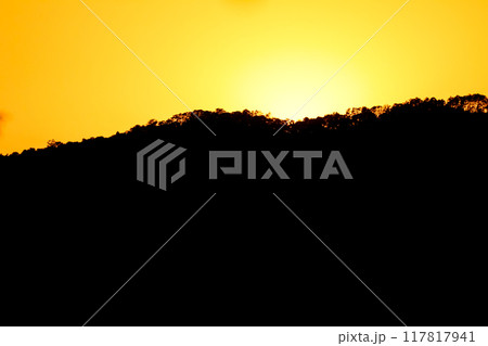 close up tree on mountain peak  sunset time. 117817941