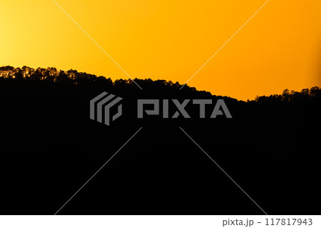 close up tree on mountain peak sunset time. close up tree on mountain peak sunset time. 117817943