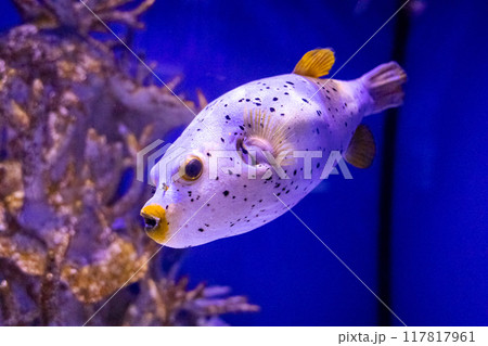 Arothron nigropunctatus. Tropical bright pisces that can live in aquariums, oceanariums or sea, ocean. Snorkeling and diving, observing exotic fish 117817961