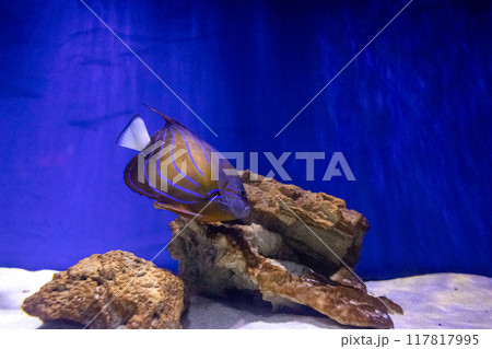 Angel fish or pomacanthus annularis. Tropical bright pisces that can live in aquariums, oceanariums or sea, ocean. Snorkeling and diving, observing exotic fish 117817995