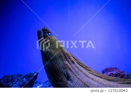 Green gymnothorax or green moray. Tropical bright pisces that can live in aquariums, oceanariums or sea, ocean. Snorkeling and diving, observing exotic fish 117818043