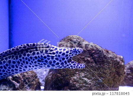 Moray Gymnothorax favagineus or Leopard Moray. Tropical bright pisces that can live in aquariums, oceanariums or sea, ocean. Snorkeling and diving, observing exotic fish Moray Gymnothorax favagineus or Leopard Moray. Tropical bright pisces that can live in aquariums, oceanariums or sea, ocean. Snorkeling and diving, observing exotic fish 117818045