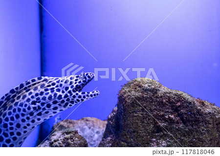 Moray Gymnothorax favagineus or Leopard Moray. Tropical bright pisces that can live in aquariums, oceanariums or sea, ocean. Snorkeling and diving, observing exotic fish Moray Gymnothorax favagineus or Leopard Moray. Tropical bright pisces that can live in aquariums, oceanariums or sea, ocean. Snorkeling and diving, observing exotic fish 117818046