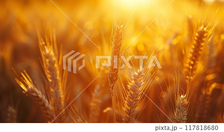 Golden Wheat Stalks Glowing in the Late Afternoon Sun Golden Wheat Stalks Glowing in the Late Afternoon Sun 117818680