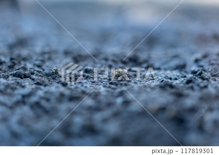 カニの散歩道 117819301